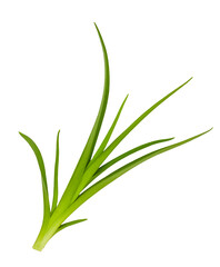 Lily leaves isolated on white background, top view