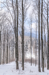 Winter view from Kołowrót mountain located on the yellow tourist trail from Bielsko-Biała to Szyndzielnia through a snowy spruce and beech forest to other mountains of the Silesian Beskids, Poland