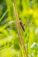 Four-spotted chaser with spread wings