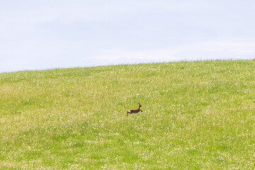 Roe deer jumping on a meadow with flowers