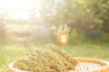 Harvested cannabis flowers waiting to be exported herbal alternative treatment cbd oil pharmaceutical industry.