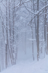 Spruce and beech forest on a foggy winter day on the yellow tourist trail from Bielsko-Biala to Szyndzielnia in the Silesian Beskids, Poland