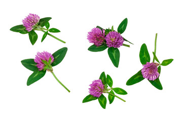 Clover flowers isolated on a white background
