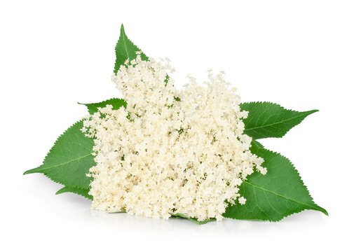 Elder flowers isolated on a white background