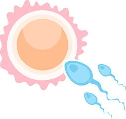 Male sperm fertilize female egg Fertilization and ovulation concept of Human sexual reproductive system and pregnancy