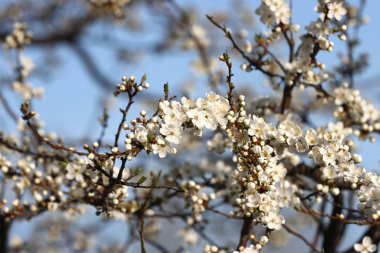 Flowers on a cherry plum fruit tree.