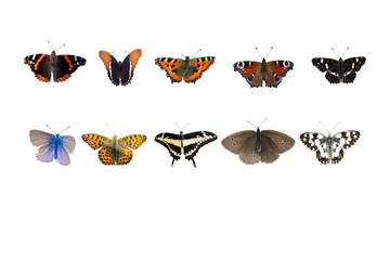 set of butterflies isolated transparent
