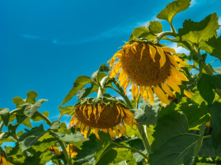 Yellow sunflowers drooping or facing down in summer, Agriculture or nature background, Nobody