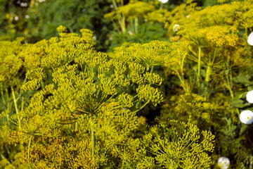 Umbrellas of aromatic dill in the garden. Growing dill in the garden