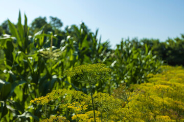 Umbrellas of dill for pickling vegetables. dill umbrellas in the garden.
