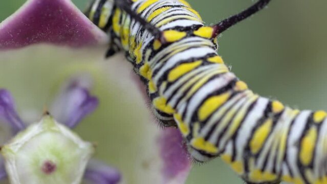 Extreme Macro Shot Of Beautiful but Toxic Colorful Caterpillar