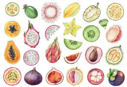 Watercolor vector set of hand painted fruits. Fresh food design elements.