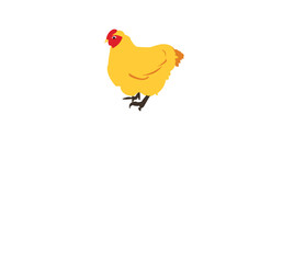 chicken isolated on white background