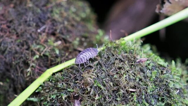 ゆっくりと歩くダンゴムシ