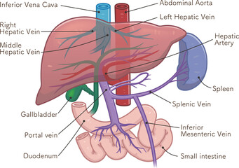 liver,spleen,portal vein,abdominal aorta,inferior vena cava,duodenum,gallbladder,illustration