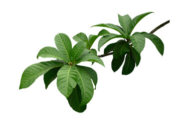 Plant leaves Green nature Tropical forest isolated on transparent background - png	