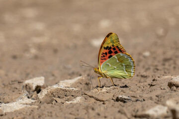 Fototapeta na wymiar large butterfly picking up minerals from the ground, Mediterranean Fritillary, Argynnis pandora