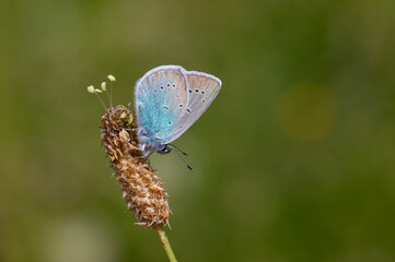little blue butterfly on plant, Pontic Blue, Polyommatus coelestinus