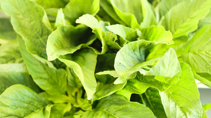 Nature's Vibrant Elegance: Green Leafy vegetable in Full Splendour