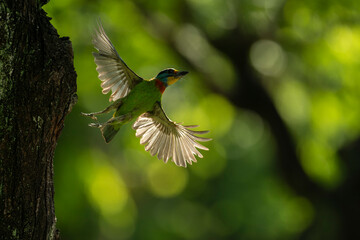 Taiwan barbet flying from the nest