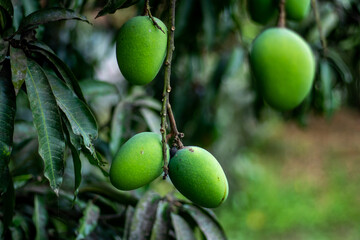 Green mangoes are a young unripe mango, rich flavor and aroma