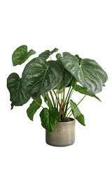 Alocasia Palm Tree in pot. Houseplant isolated on white background with clipping path. PNG. Generative AI