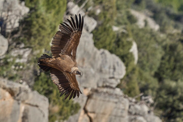 griffon vulture in flight over the ravines