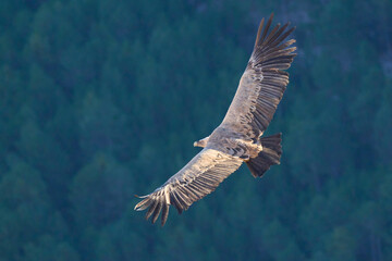 griffon vulture in flight over the ravines