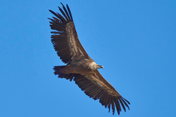griffon vulture in flight over the ravines