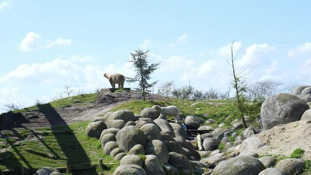 Polar Bear On The Hilltop While The Other One Walking On The Rocks. - wide