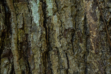 Tree Bark Texture.
