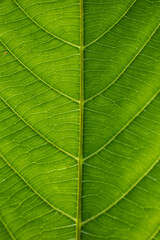 Fototapeta na wymiar Green foliage texture
