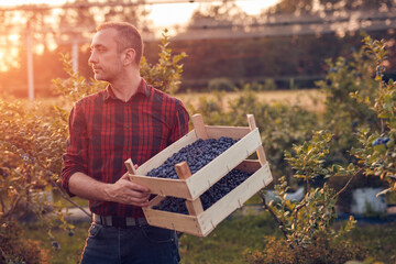 Fototapeta premium Farmer with fresh blueberries on a farm.