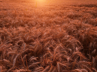Wheat field in golden hour time.