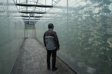Farmer at cultivation house, nursery in the farm. Plants crop in greenhouse or greenery. Production...