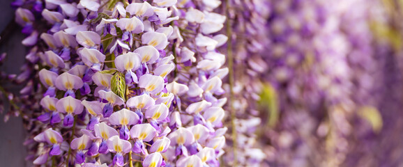 Blooming Wisteria Sinensis with scented classic purple flowersin full bloom in hanging racemes closeup. Garden with wisteria in spring © svetograph