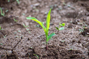 Young green corn, maize, sweet corn seedling in farm, Close up green corn plant on garden with...