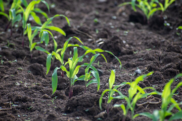 Young green corn, maize, sweet corn seedling in farm, Close up green corn plant on garden with sunlight