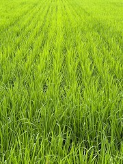 田んぼ　paddy field　rice paddy