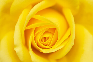 yellow rose macro