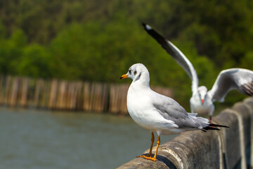 A seagull stands on a cement bridge railing at Bang Pu.Seagulls at Bang Pu