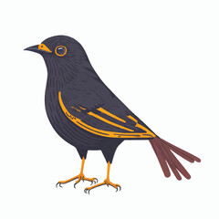 cuckoo bird vector illustration isolated on white background