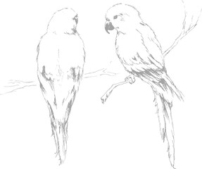 Couple of parrots. Hand drawn sketched exotic tropical birds of Africa. Realistic ink line art vector illustration of Love birds sitting on a branch. Side and back view. 