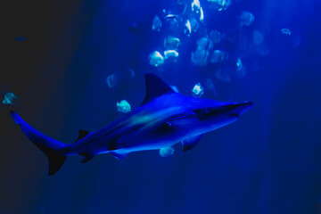 fish and marine animals from the Nausicaa aquarium in Boulogne sur mer