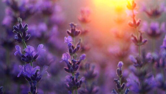 Blooming lavender field sunset. Selective focus. Lavender flower spring background with beautiful purple colors and bokeh lights. Provence, France. Close up.