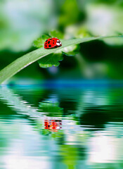 ladybug sits on a blade of grass above the water