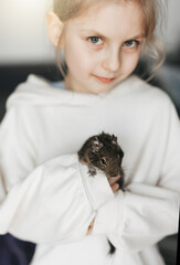 Little girl playing with small animal degu squirrel.