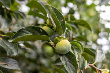Fruiting persimmon tree with newly produce young fruit in the summer