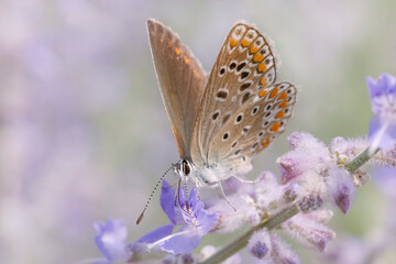 closeup of small brown butterfly sitting on violet blossom