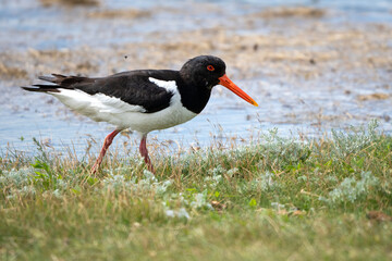 Ein Austernfischer läuft über eine Wiese